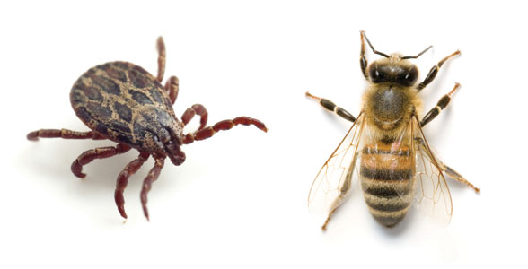 Tick Off / Bee Healthy