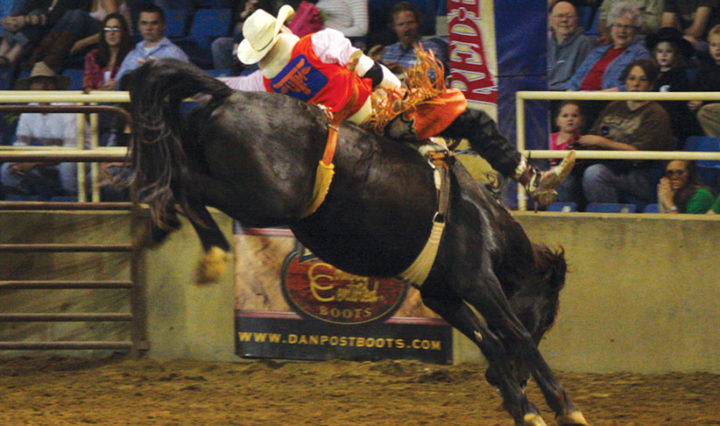Bareback riding at the 2011 UT Martin Spring College Rodeo. Photo by Christie Ricketts