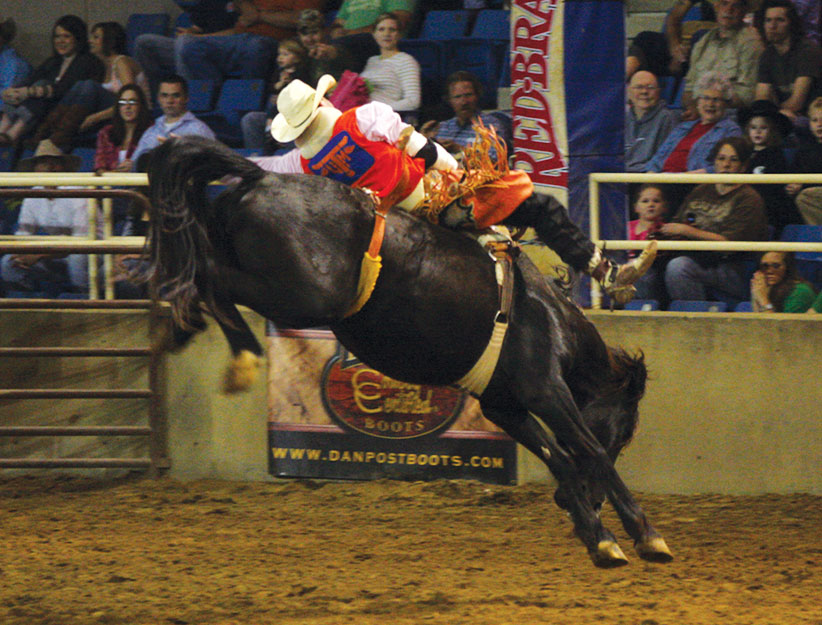 Bareback riding at the 2011 UT Martin Spring College Rodeo. Photo by Christie Ricketts
