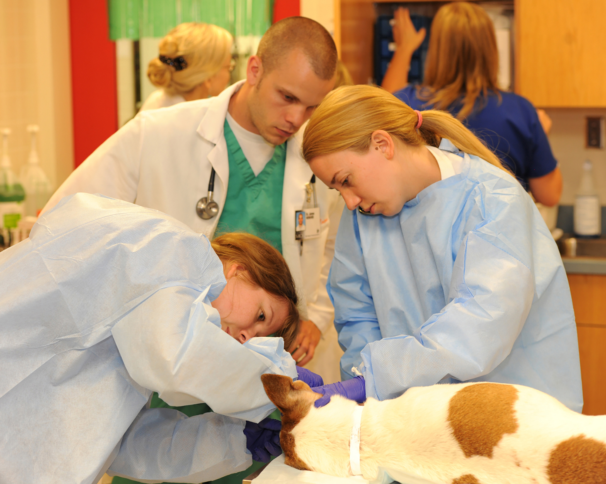 Veterinarians provide treatment to a small dog