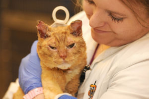 Topper the cat rests while recovering from injuries sustained during the Gatlinburg wildfires. Topper was treated by the UT College of Veterinary Medicine and released back to his owner, Katrina Cannon, who otherwise lost everything in the fire.