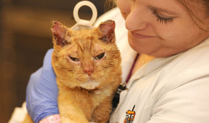 Topper the cat rests while recovering from injuries sustained during the Gatlinburg wildfires. Topper was treated by the UT College of Veterinary Medicine and released back to his owner, Katrina Cannon, who otherwise lost everything in the fire.
