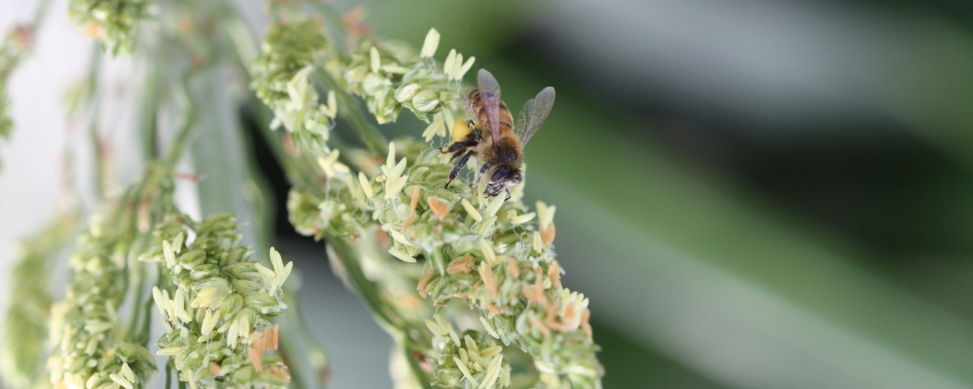 close-up of a honeybee