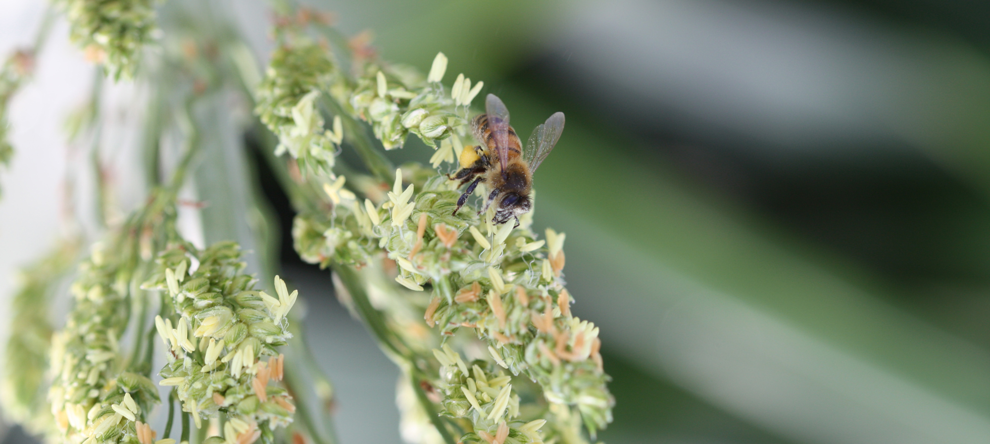 close-up of a honeybee