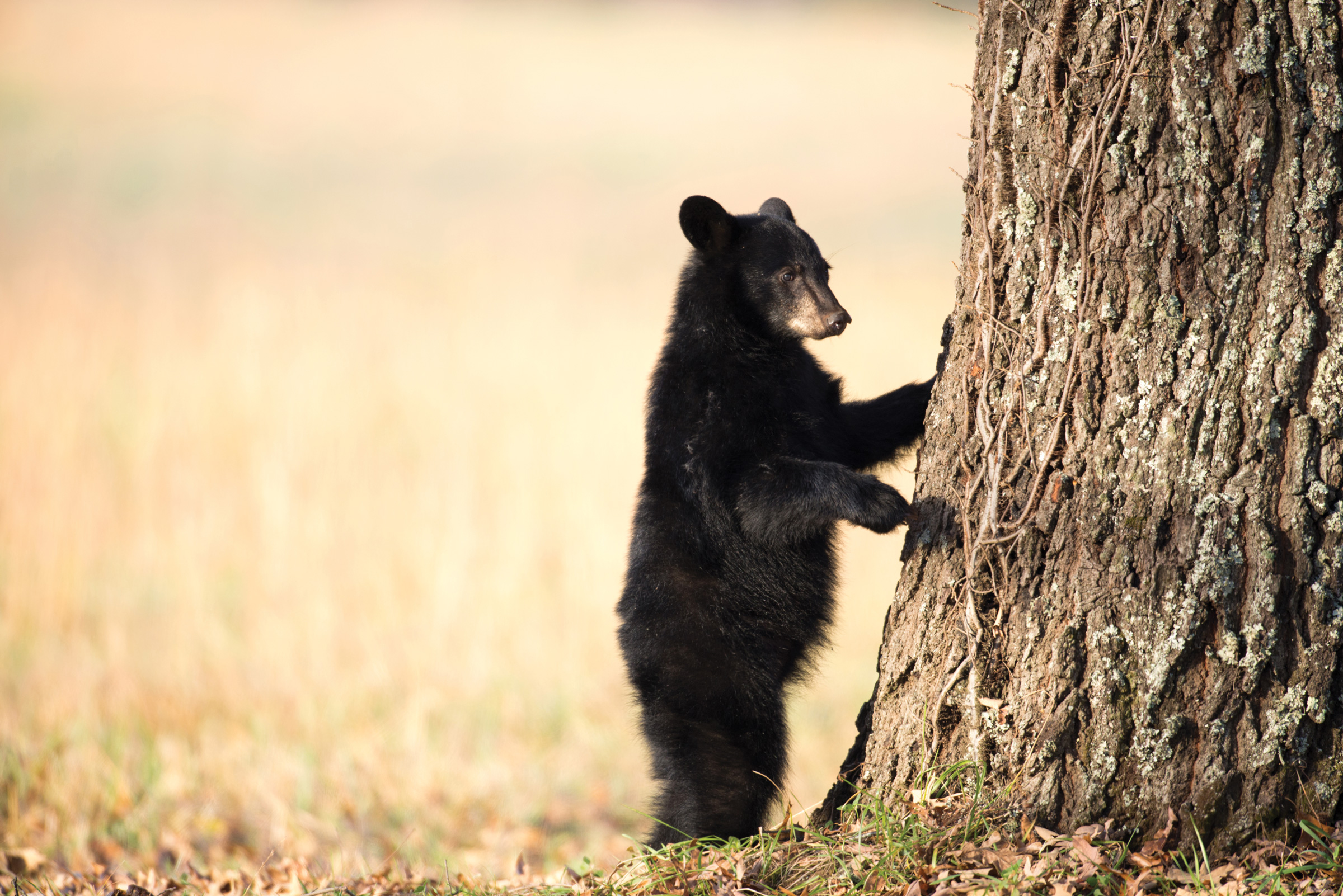 A young black bear pauses at the base of a tree