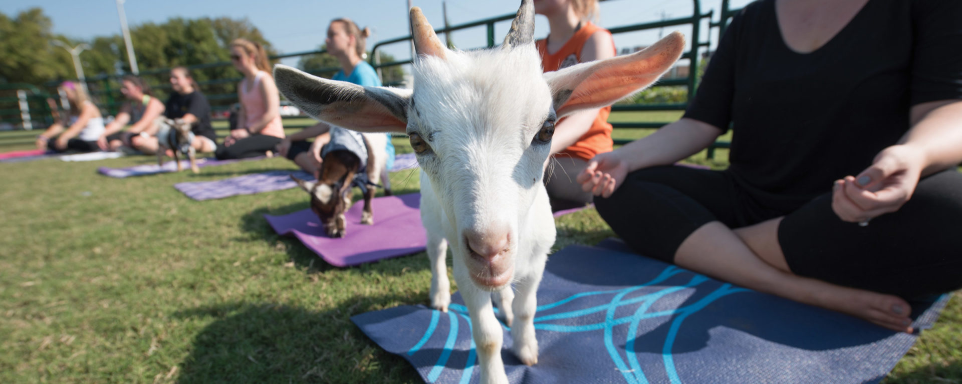 UT Chattanooga students participate in goat yoga during the fall semester.