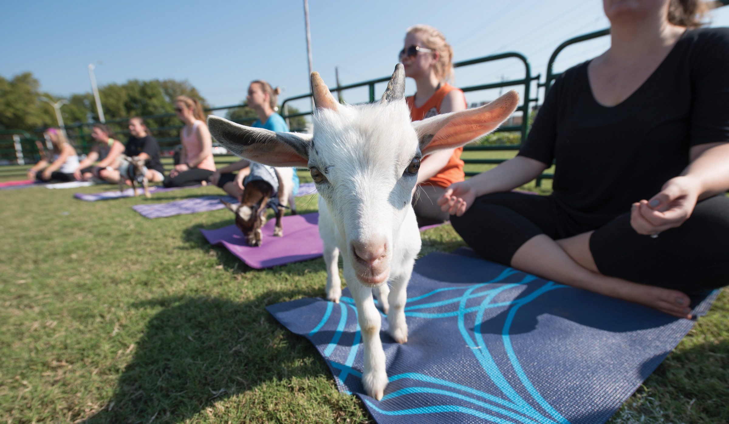 UT Chattanooga students participate in goat yoga during the fall semester.