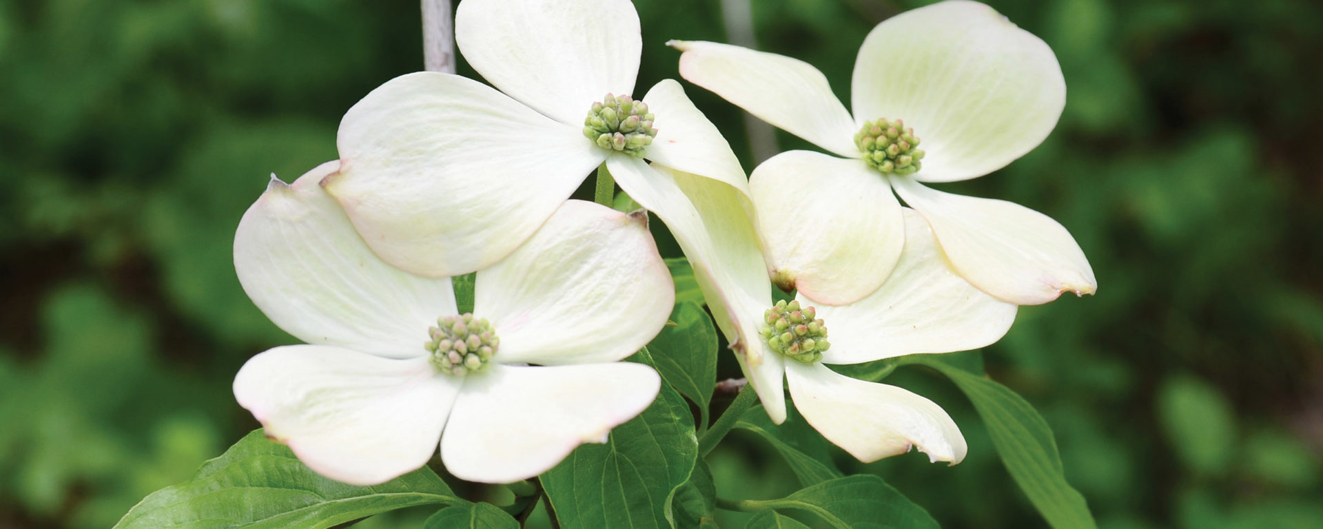 Close up of the Dogwood flower