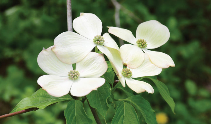 Close up of the Dogwood flower