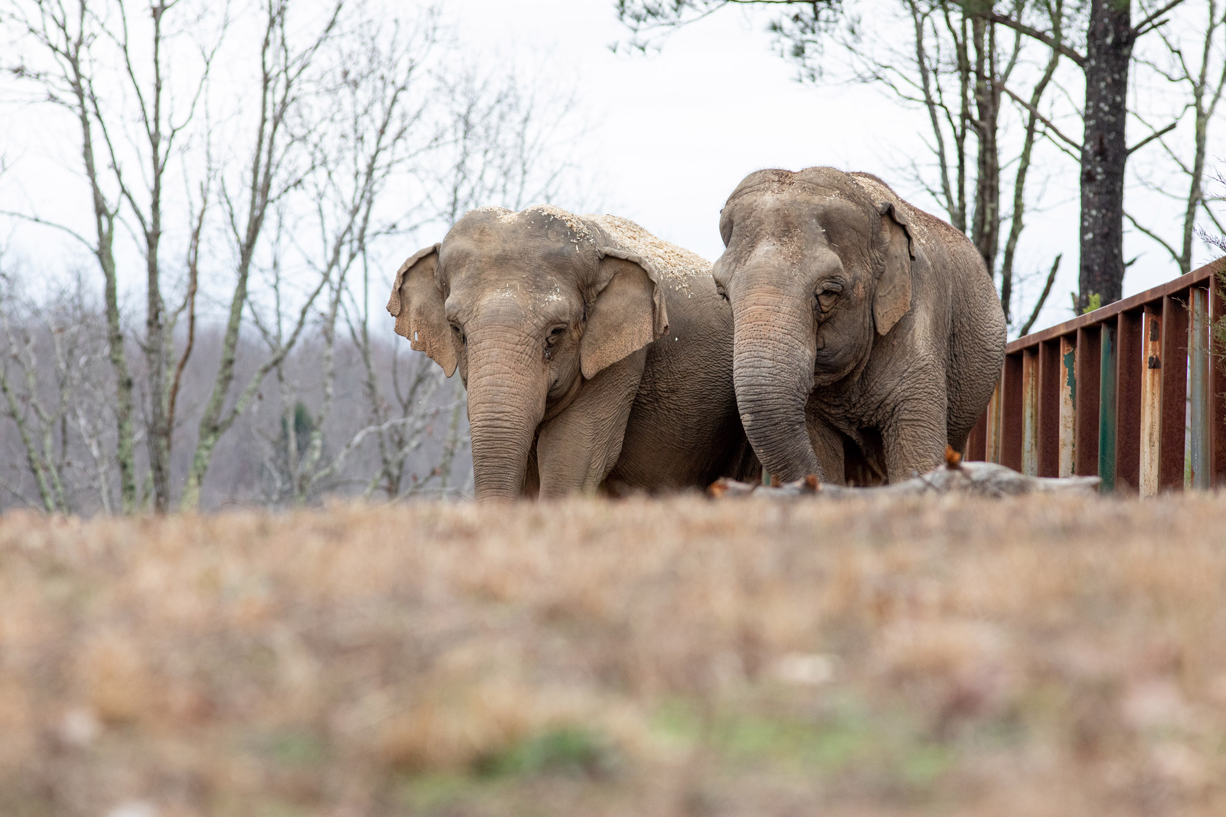 Two Asian elephants in a middle Tennessee outdoor habitat