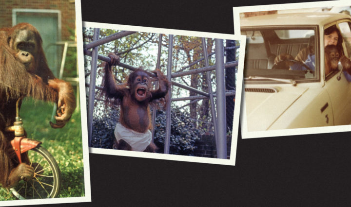 photos of a young orangutan with a tricycle and wearing a diaper on a jungle gym