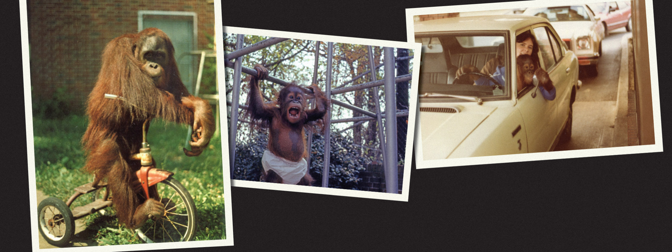 photos of a young orangutan with a tricycle and wearing a diaper on a jungle gym