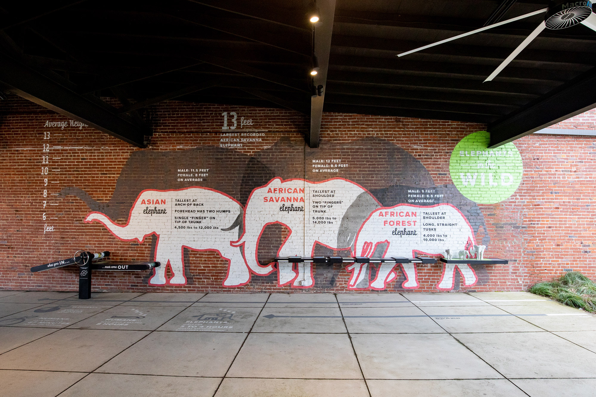 Wall information graphics on elephant specie