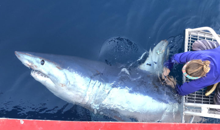 a partially submerged mako shark gets tagged off the edge of a researcher's boat