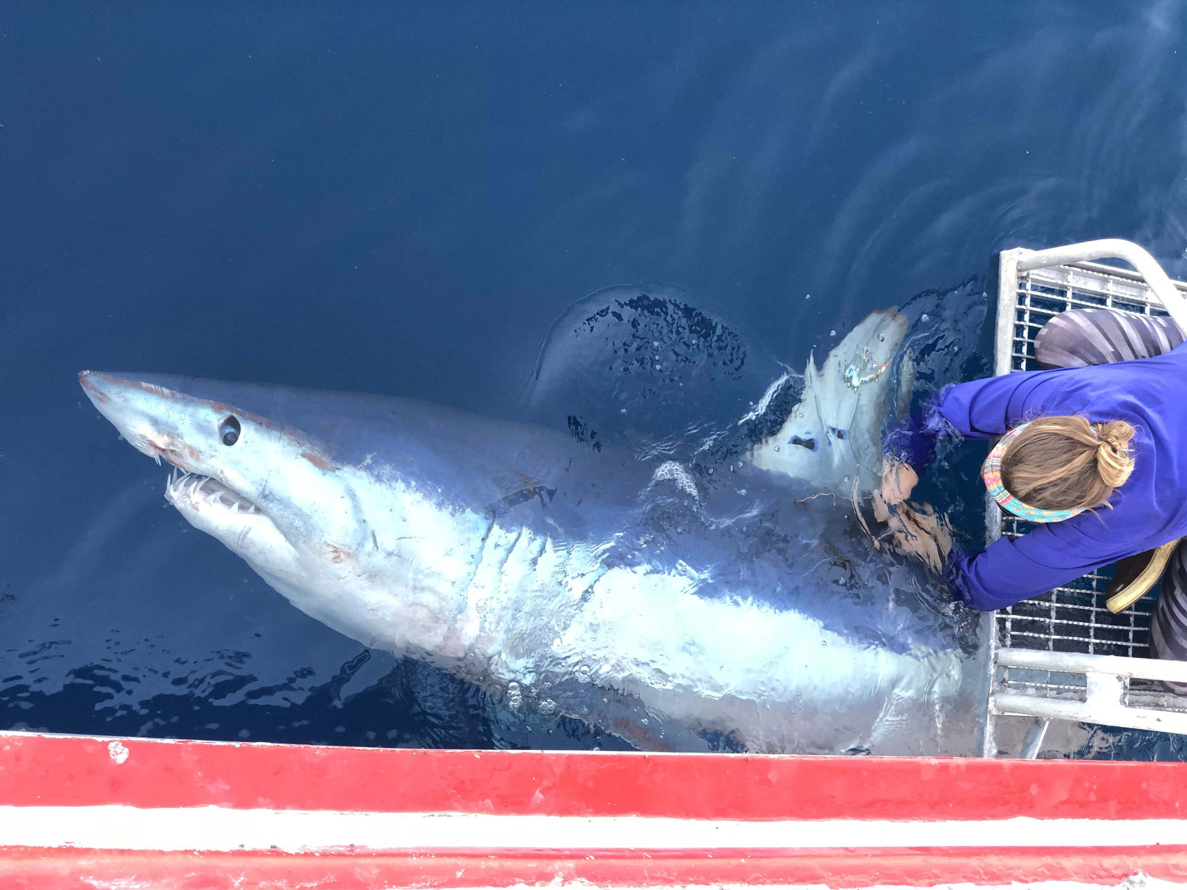 a partially submerged mako shark gets tagged off the edge of a researcher's boat