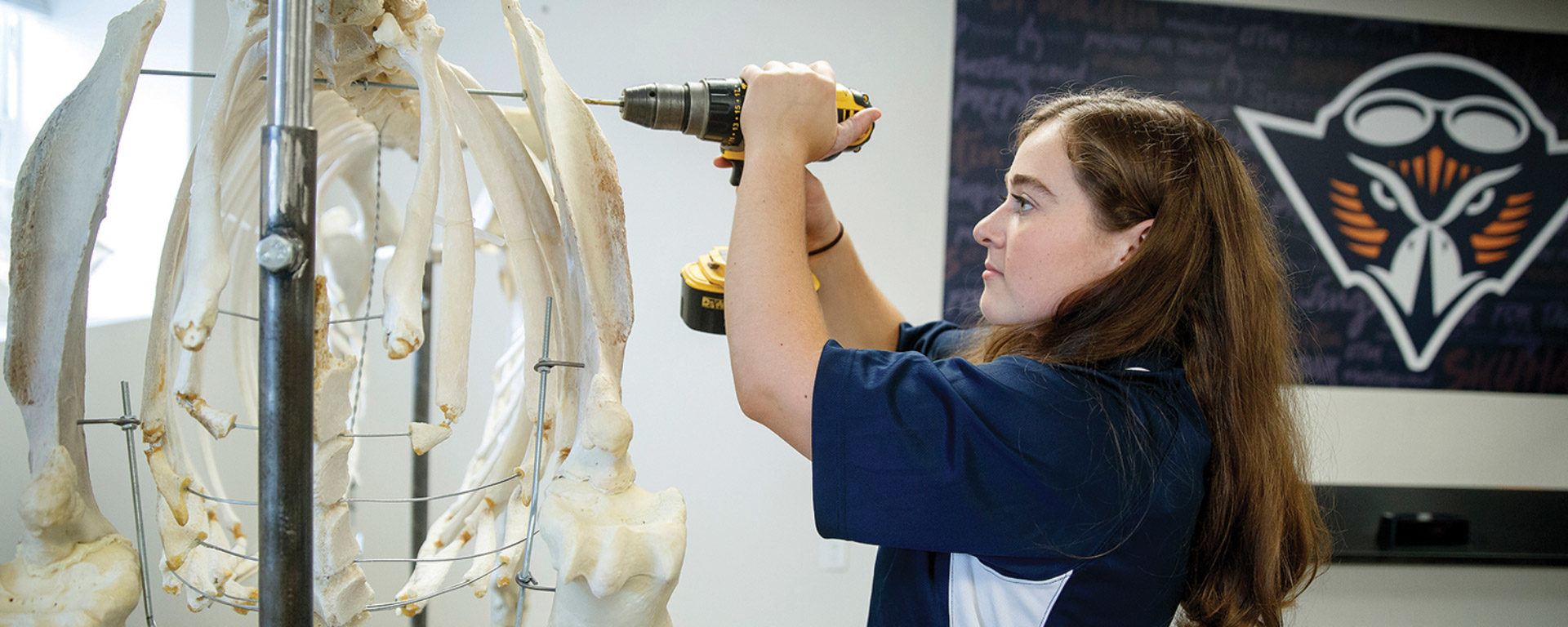 Savannah Matheny uses a power drill to assemble a horse skeleton named Ron