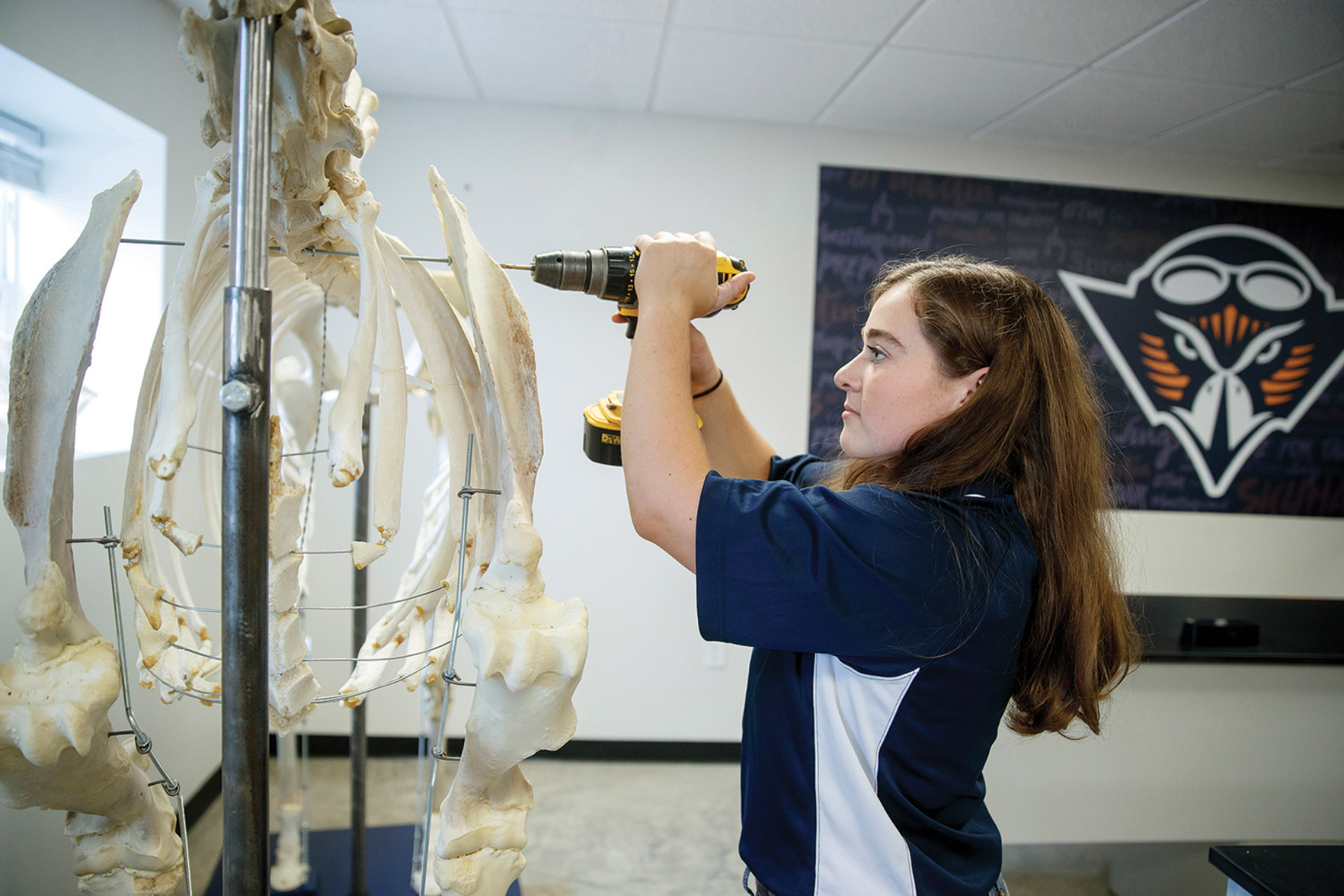 Savannah Matheny uses a power drill to assemble a horse skeleton named Ron