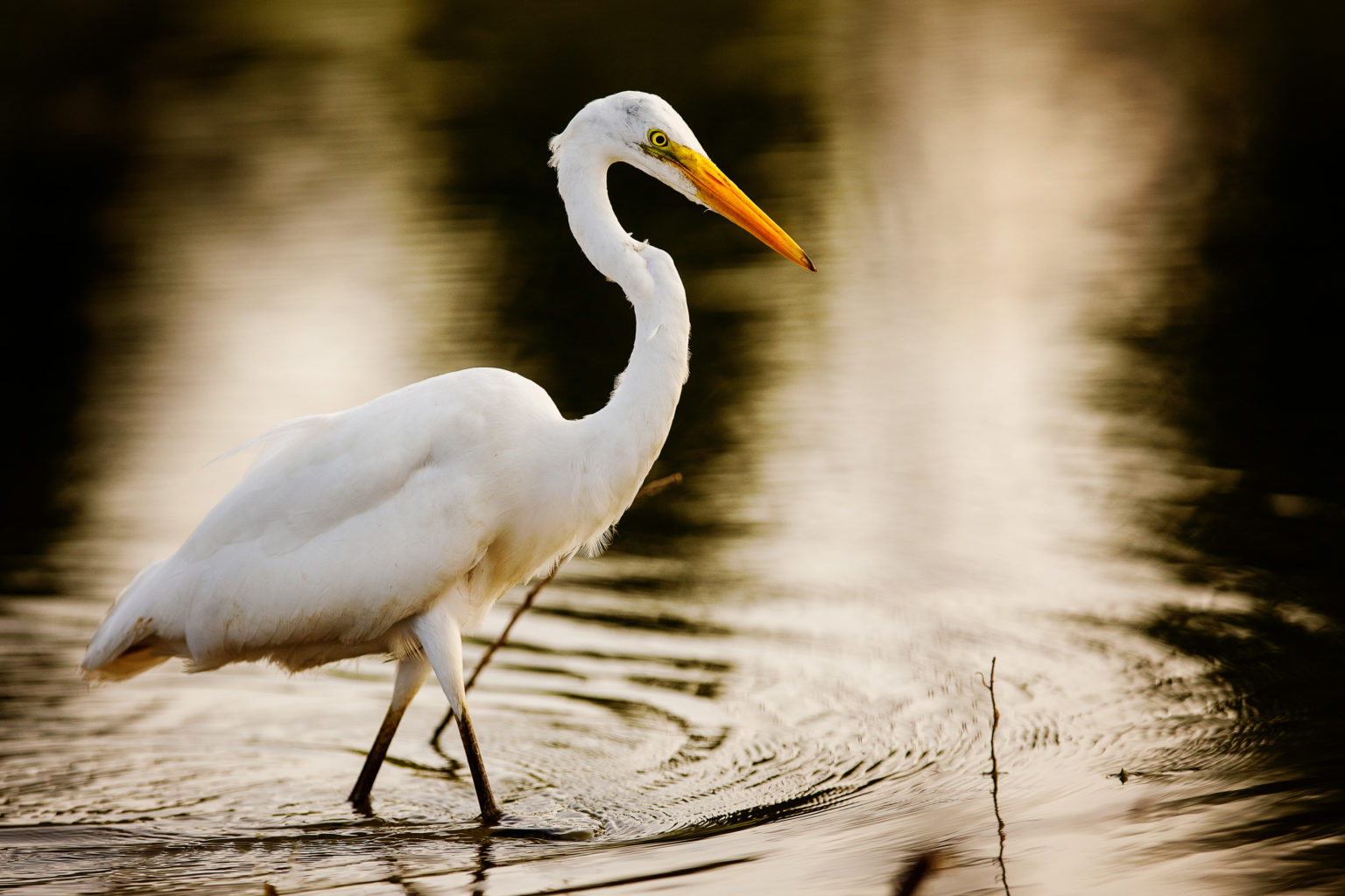 A white great egret wades through a pond