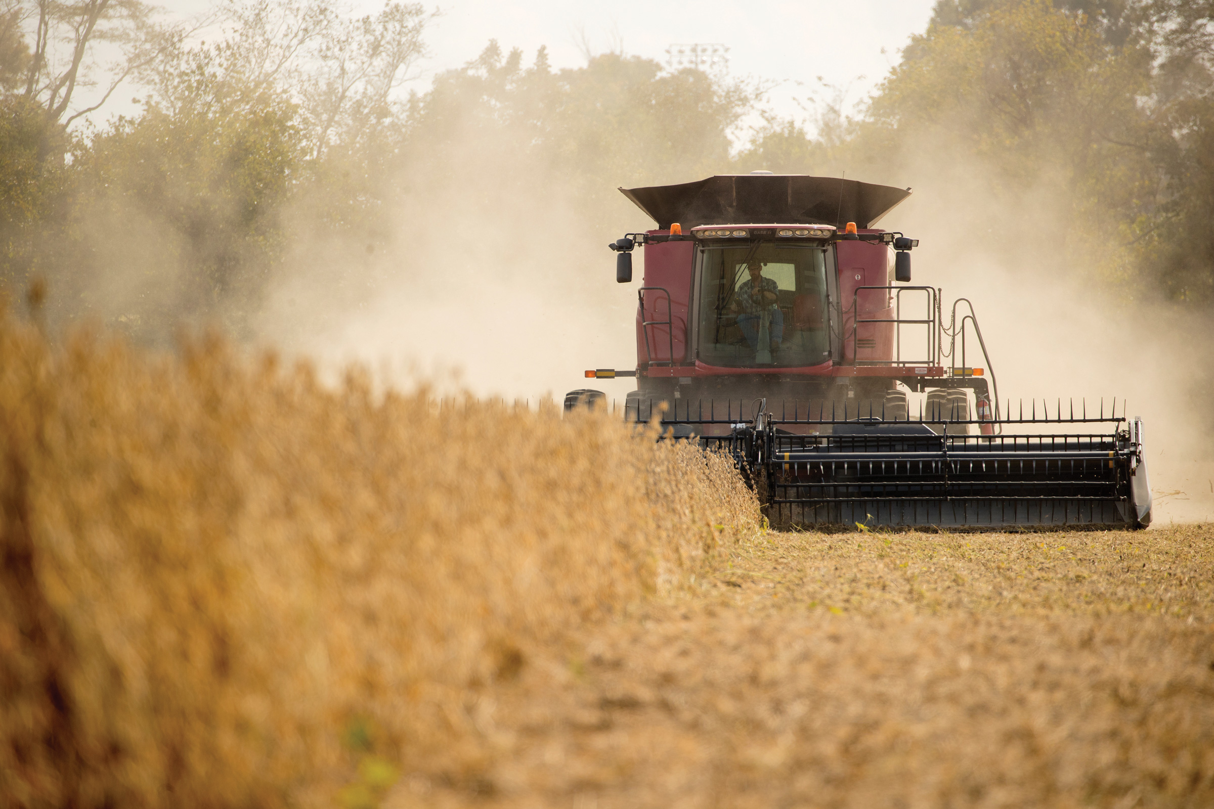Large harvesting equipment drives over a golden soybean field gathering dust behind the machine