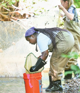 A black woman with braids wears protective gloves and waders and moves small fish from her handheld net to an orange Home Depot bucket