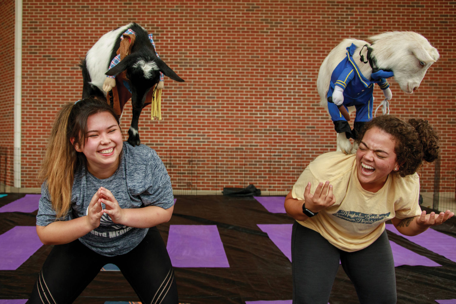 Two women in a yoga class laugh as small goats balance on their back and shoulders