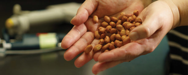 A pair of hands holding peanuts.