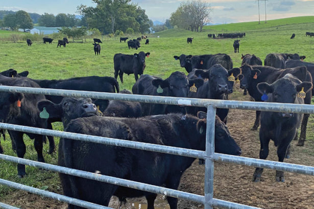 UTIA's Northeast AgResearch and Education Center raises cattle to provide beef for the UT Knoxville campus.