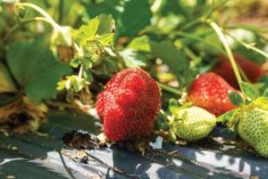 Strawberries grow at the UT Organic Crops Unit.