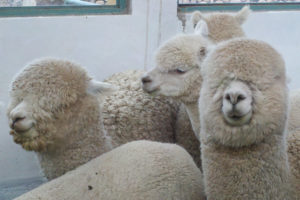 UTIA held a conference on llama and alpaca care.