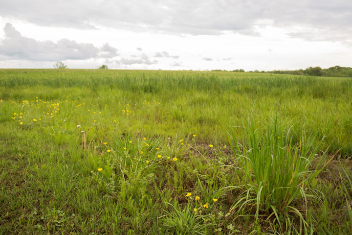 Native grasslands will be the subject of a $30 million study to help farmers enter the emerging carbon economy.Photo Courtesy UTIA 