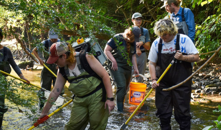Students in the newly established UTIA School of Natural Resources search a stream for fish. Photo Courtesy