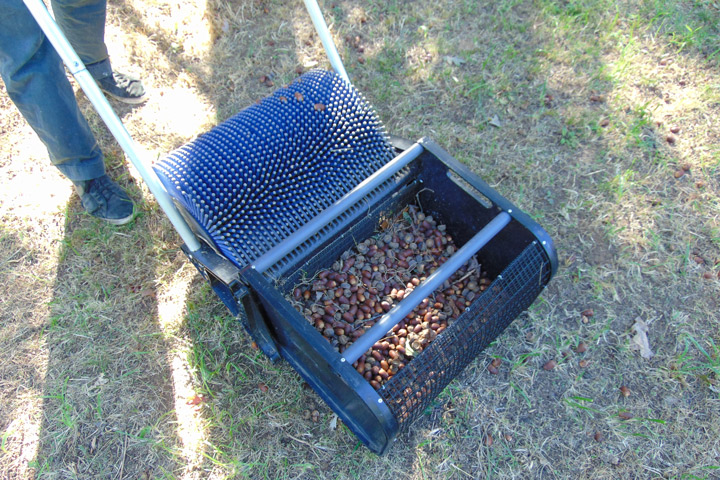 Acorns are collected from white oaks at Jack Daniel Distillery.