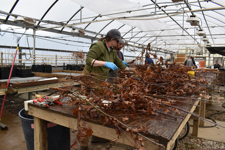 Stacy Clark, U.S. Forest Service scientist, works to process white oak seedlings that were grown from seeds collected at the Jack Daniel Distillery. The seedlings will be planted as experiments in various national forests.