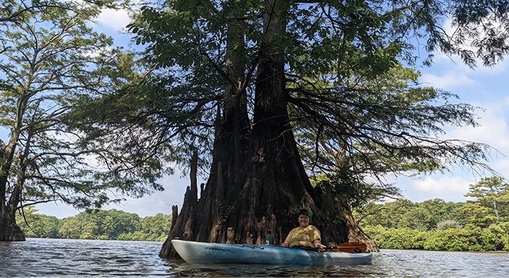 Jaq Payne, director of the National Champion Tree Program, kayaks to the Tennessee champion bald cypress.