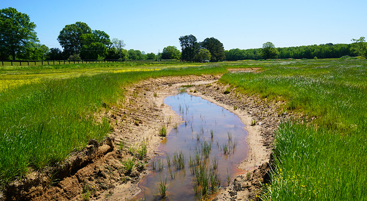 Cub Creek, which runs through UT’s Lone Oaks Farm, was at risk for erosion until a creek mitigation and restoration project curved the waterway and slowed the flow.