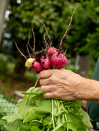 Master Gardener Peter Markovitch shows off just picked radishes.