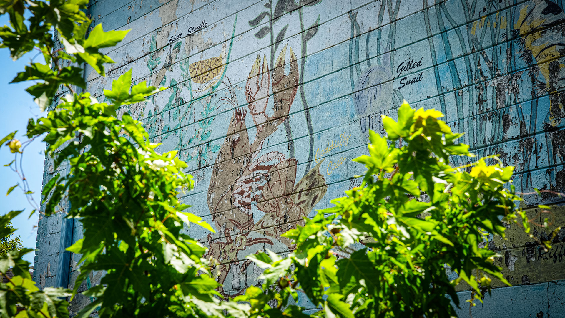 A faded mural featuring creek flora and fauna, on the side of a building.