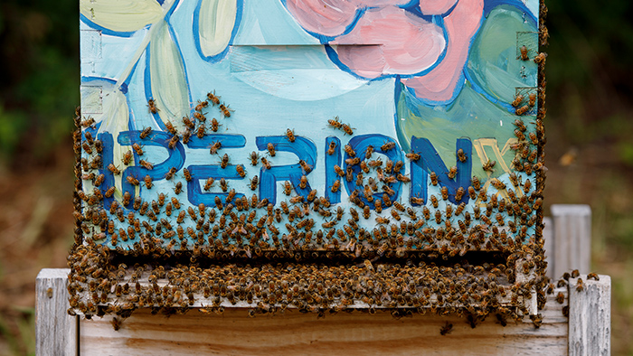 Bees crawl out of the entrance of a man-made beehive.