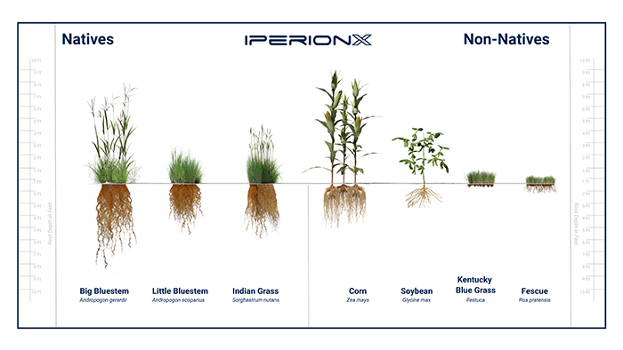 Illustrated chart comparing the root depth of various native grass species vs. non-native grass species.