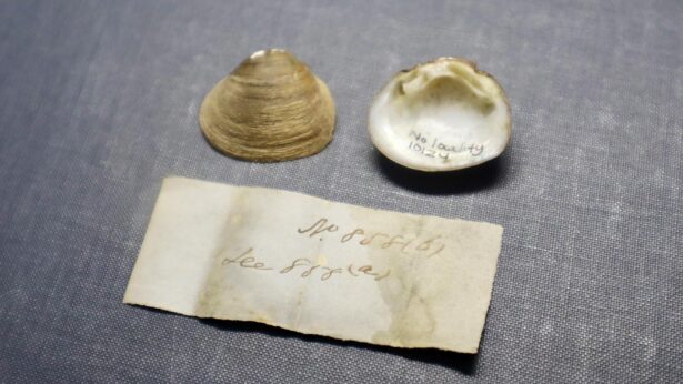 Two halves of a mussel shell specimen displayed on a blue piece of cloth, with a paper label.