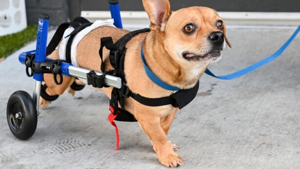 A small, light-brown dog using a dog wheelchair.