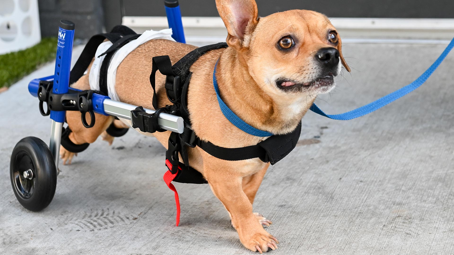 A small, light-brown dog using a dog wheelchair.