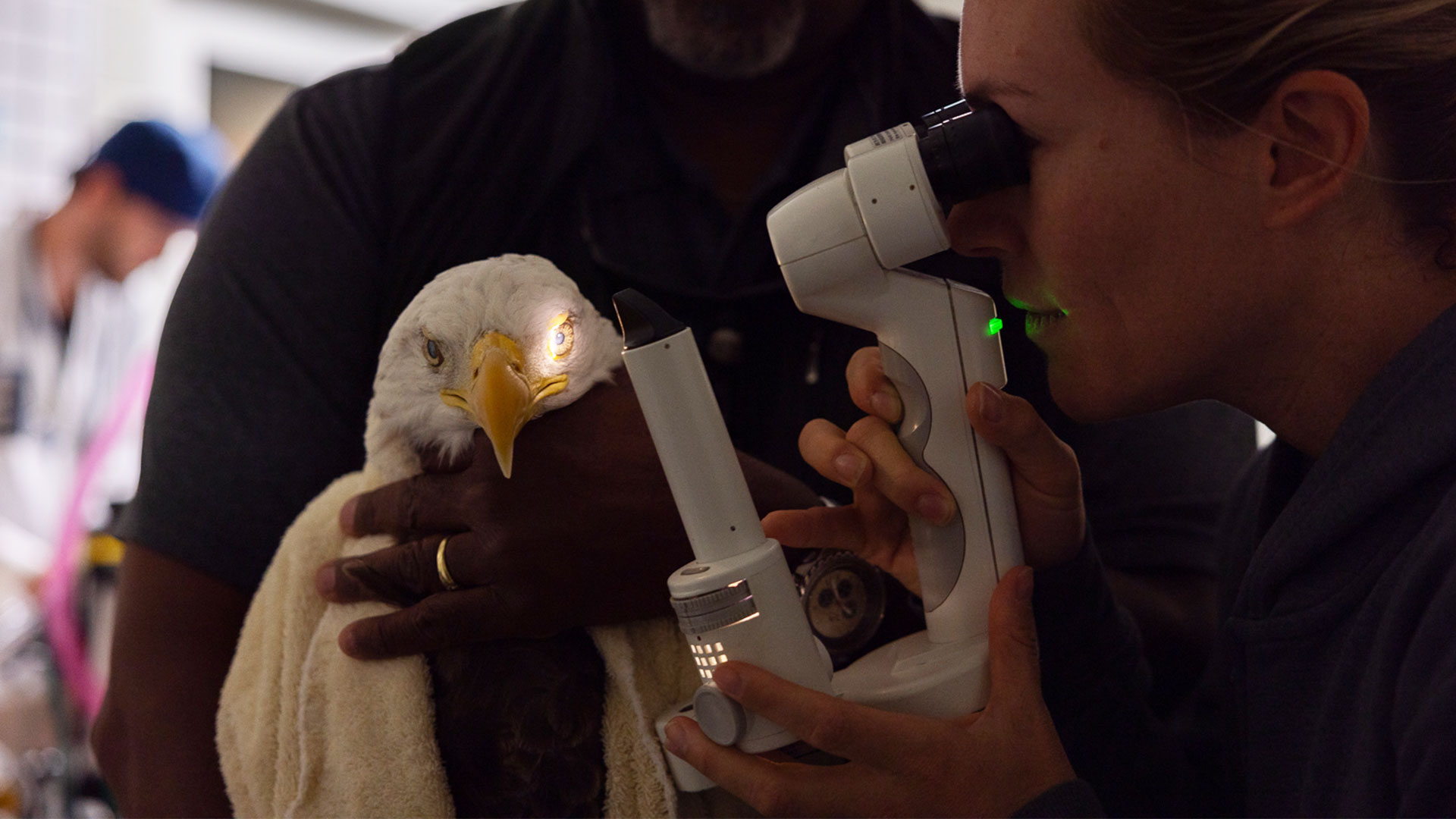 A vet examining the eye of a bald eagle.