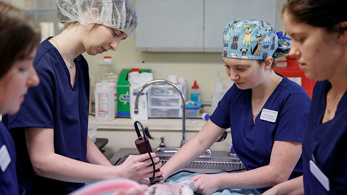 Four students wearing hair nets and blue scrubs perform a procedure on an animal.