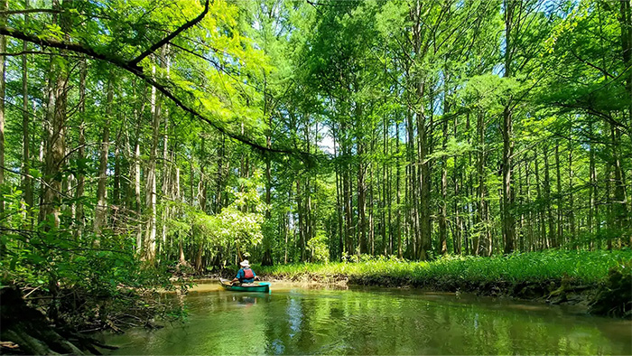 A man in a canoe floats along a river, surrounded by a vibrant green forest.