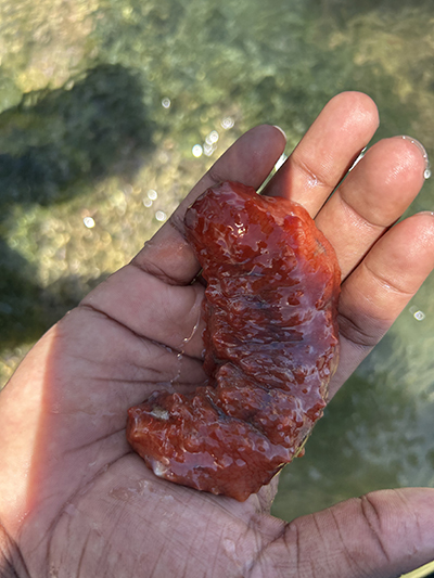 A person holding a red sea cucumber in their hand.