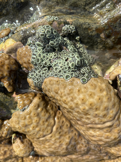 A piece of coral covered in zoantharians.