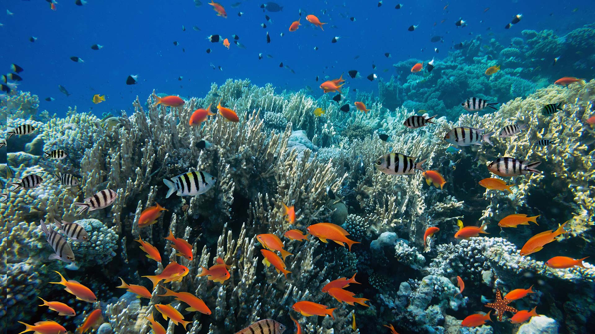 A variety of small fish swim around a coral reef in the ocean.
