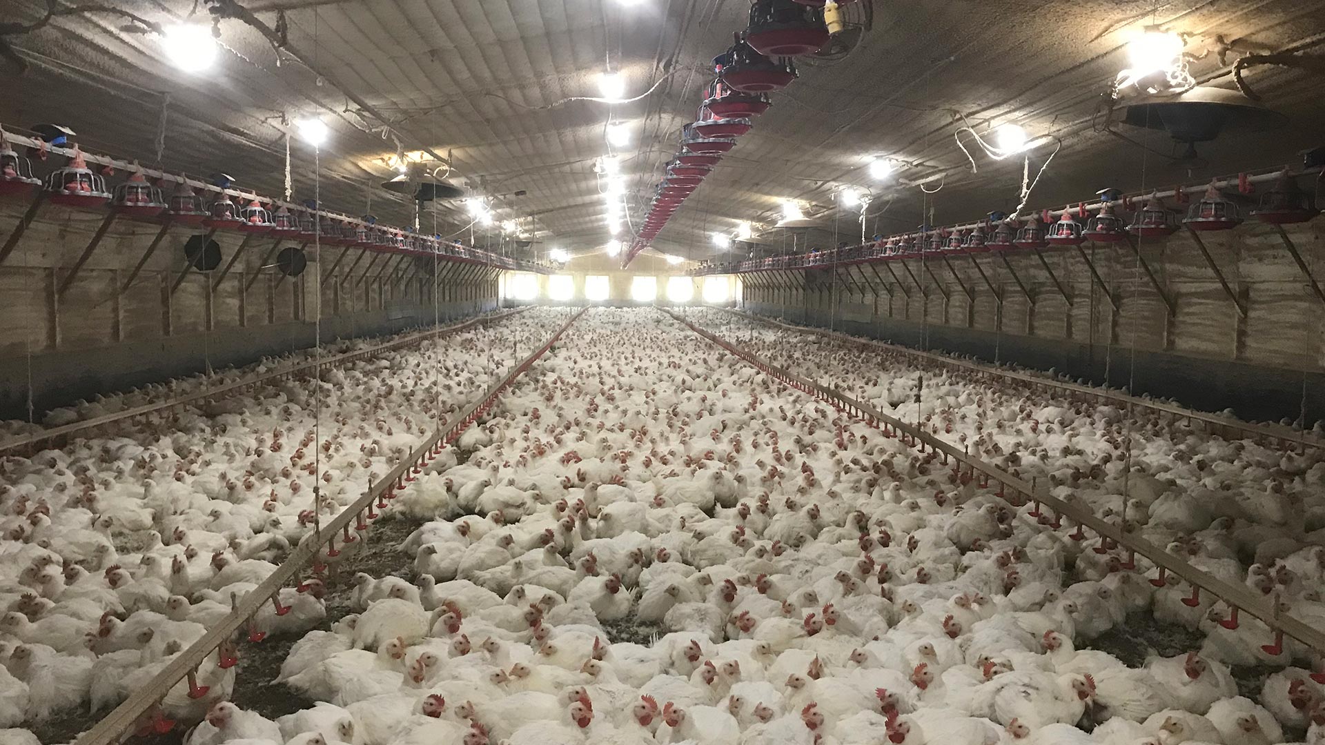 A large, secluded chicken coop full of white chickens.