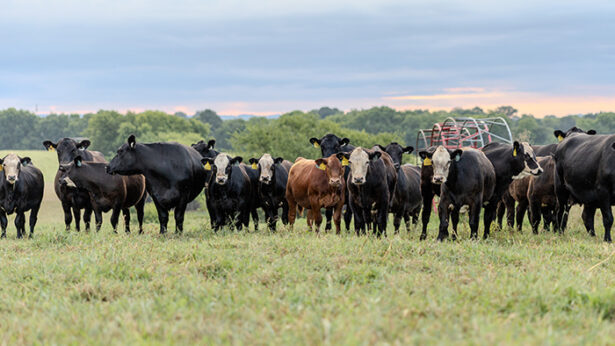 A green field with a large herd of brown and black cows.